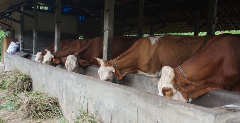 Desain Kandang Ideal untuk Peternakan Sapi Skala Kecil dan Hemat Lahan