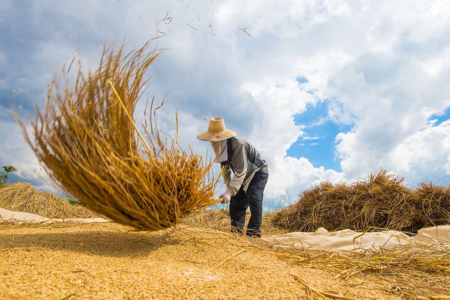 Petani Nikmati Harga Gabah Tinggi, Penggilingan Tertekan
