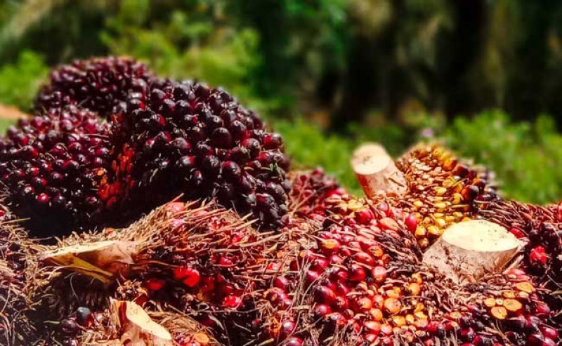 Harga TBS Sawit Sumbar Naik, Petani Rasakan Dampak Positif