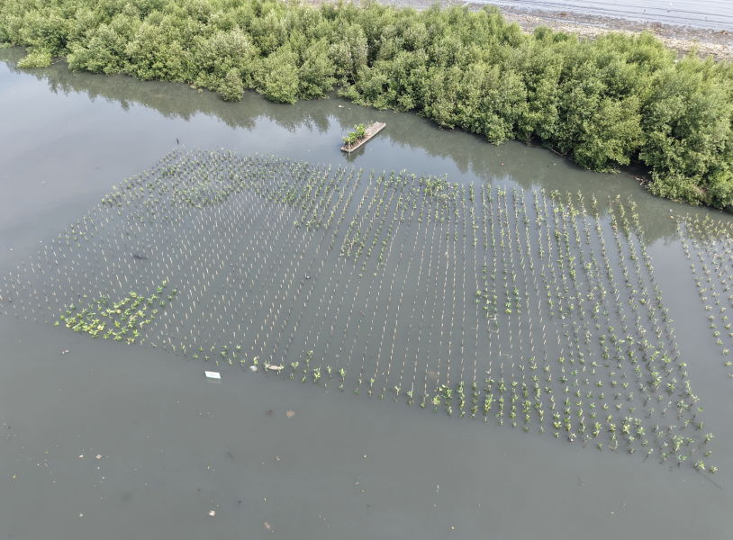 Program Penanaman Mangrove Oleh PLN Electricity Services Mendukung Ketahanan Ekosistem Dan Keberlanjutan Program PLN Untuk Rakyat