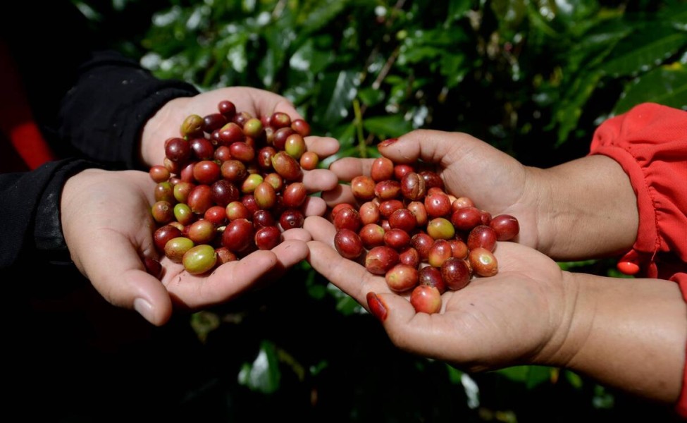 Harga Kopi Gayo Melonjak Awal Tahun, Petani Aceh Dapat Manfaat Signifikan