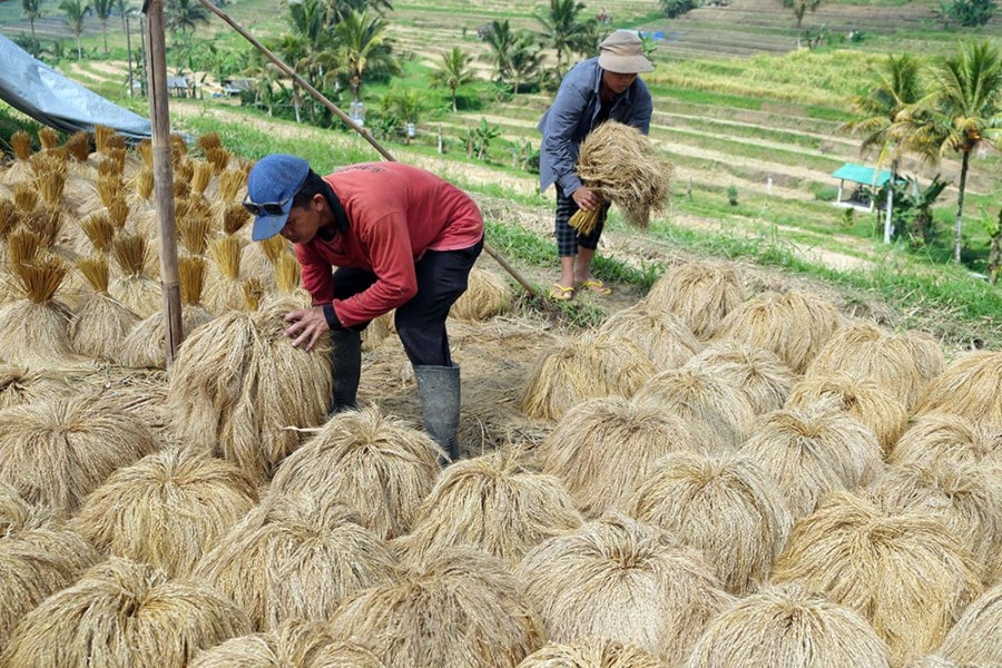 Petani Panen Beras Merah Melimpah di Subak Jatiluwih, Harga Gabah Meroket Petani Panen Beras Merah Melimpah di Subak Jatiluwih, Harga Gabah Meroket