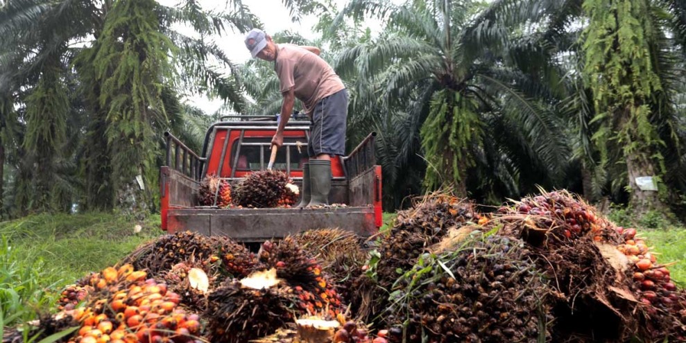 Harga TBS Sumsel Menguat Stabil Menjelang Akhir Februari 2026