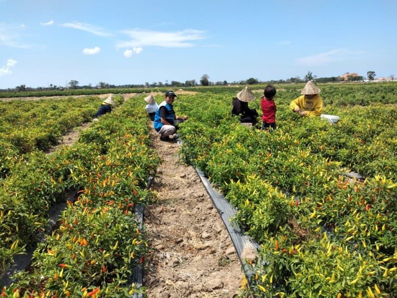 ROHIS Lintasarta dan Rumah Zakat Dukung Petani Cabai Berdaya