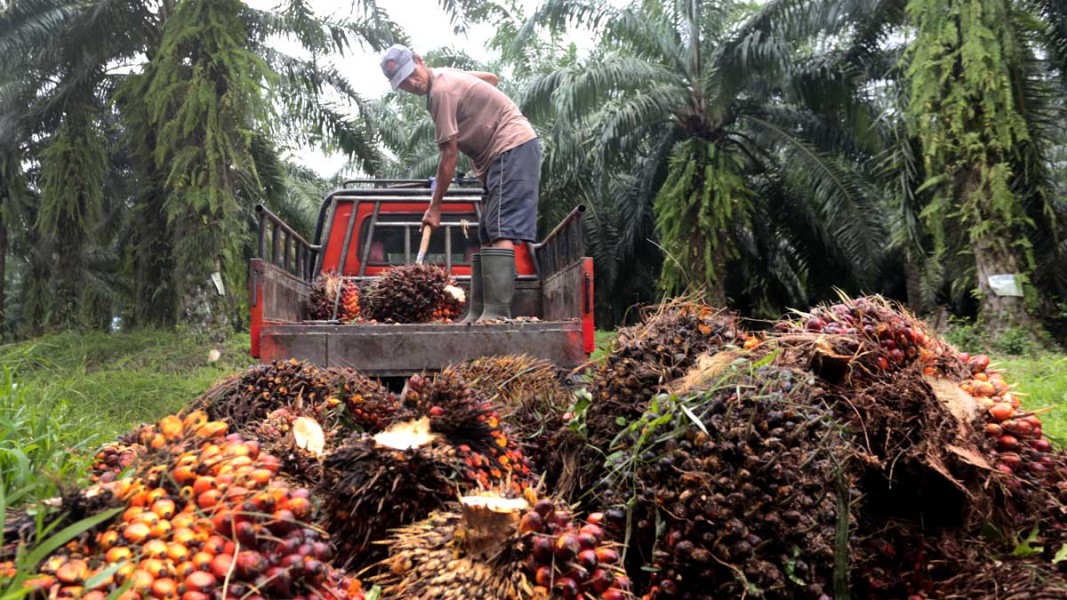Harga TBS Kelapa Sawit Mitra Plasma Riau Turun Tipis