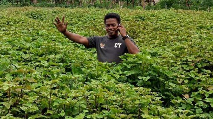 Petani Nilam Aceh Barat Raup Untung dari Minyak Atsiri, Hafrizal: 