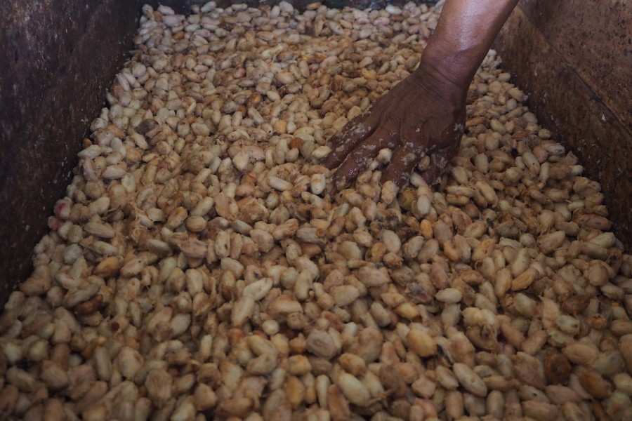 Dari Pertambangan Menuju Produksi Kakao Berkelanjutan: Transformasi di Desa Lung Anai
