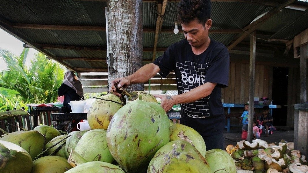 Bisnis Kelapa Muda di Kupang Raup Omzet Menjanjikan di Tengah Cuaca Panas