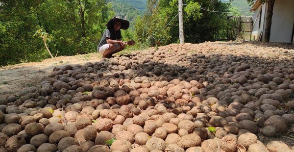 Harga Porang di Madiun Naik Drastis, Petani Semringah Rp 14 Ribu