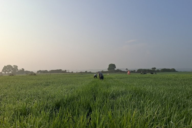 Sektor Pertanian Lampung Pulih, Menjadi Penopang Ekonomi Daerah 2026