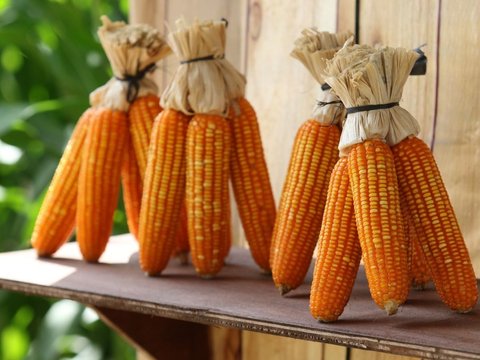 Petani NTB Rasakan Manfaat Jagung Bioteknologi: Lebih Hemat Air dan Tahan Kering