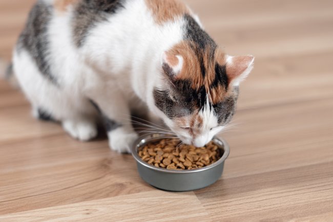 Rekomendasi Makanan Kucing: Panduan Lengkap Memilih Makanan Terbaik untuk Kucing Kesayangan AndaC