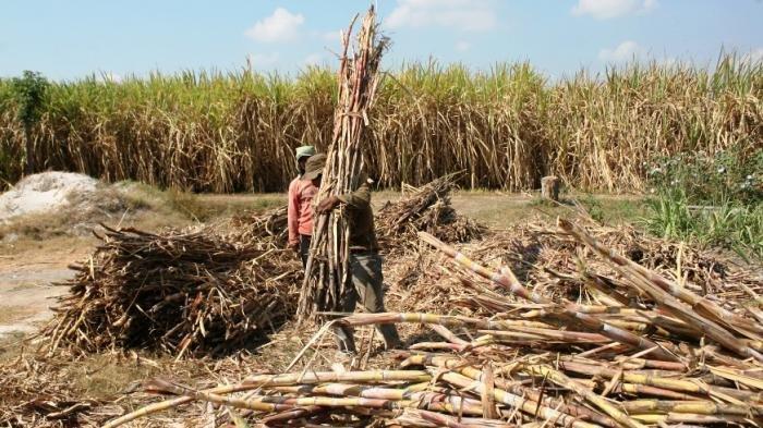 Petani Tebu Bersatu Dukung Swasembada Gula Nasional 2025