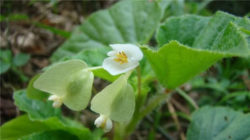 Mengatasi Bau Mulut dengan Tanaman Begonia Multangula Blume Alami