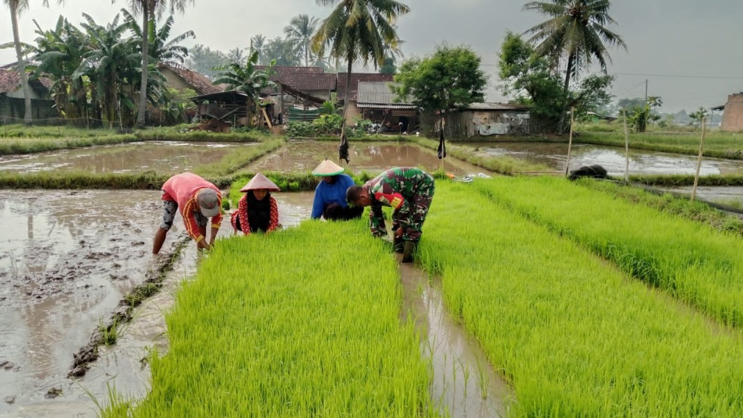 TNI Bantu Petani di Sumba Timur, Babinsa Koramil 06 Karera Turut Bersihkan Gulma untuk Tingkatkan Produksi Padi
