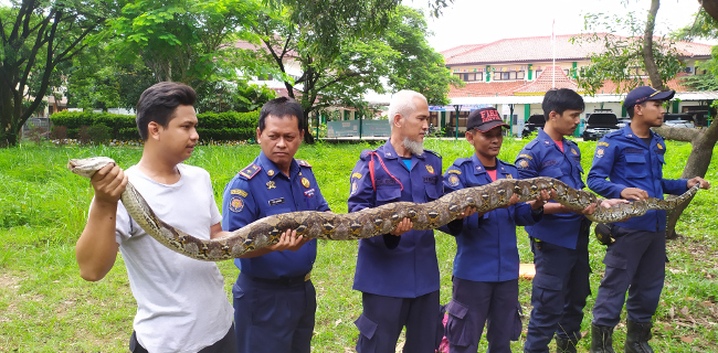Warga Perumahan Citra Maja Lebak Gempar, Damkar Evakuasi Ular Piton Sepanjang 2,5 Meter dari Dalam Kloset