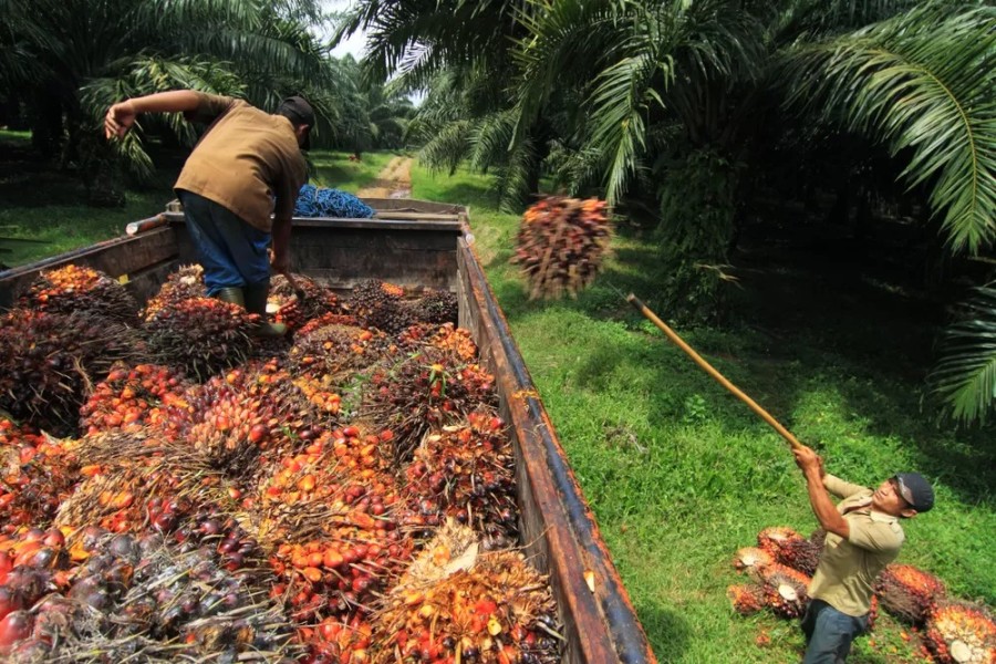 Harga Sawit Petani Aceh Singkil Bertahan Rp 2.500 per Kg Ramadhan Ini