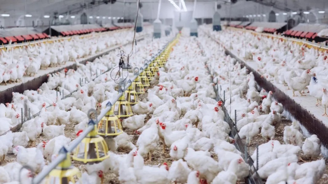 Dukung MBG, Danantara Fokus Investasi di Sektor Peternakan Ayam