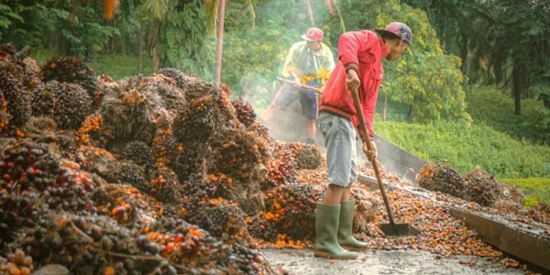 Update Harga Sawit Sumut Turun Tipis pada Akhir Maret 2026