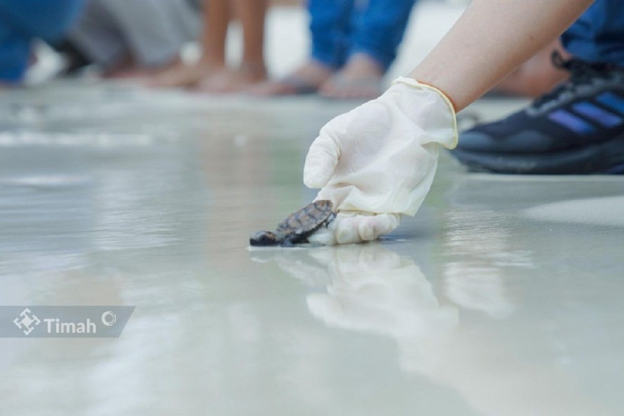Aksi Nyata Pelestarian, PT Timah Tbk dan MIND ID Lepasliarkan 74 Tukik Penyu Sisik di Belitung