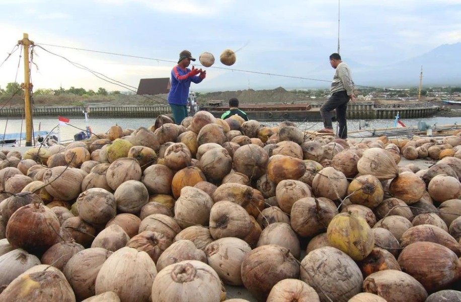 Hilirisasi Kelapa Indonesia Dorong Nilai Tambah, Tapi Ada Catatan