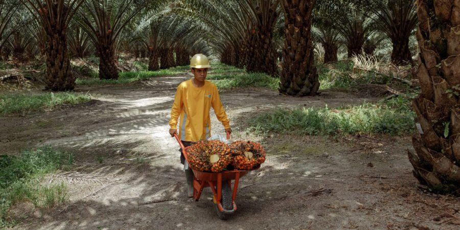 Astra Agro Lestari Waspadai Ancaman Baru di Balik Kenaikan Harga CPO Global