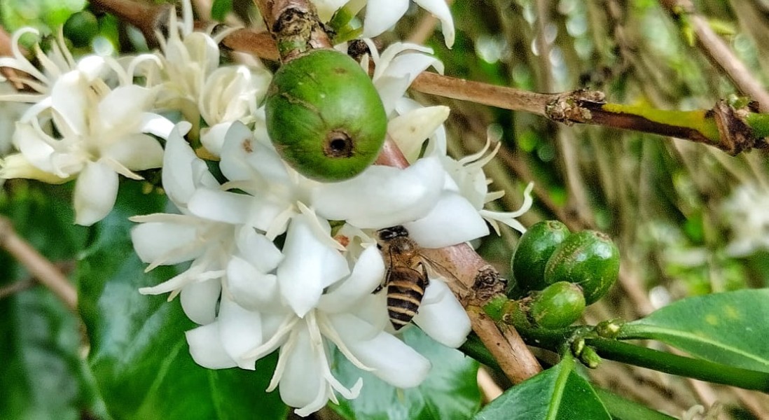 Petani Lega, Bunga Kopi Mekar Usai Kemarau