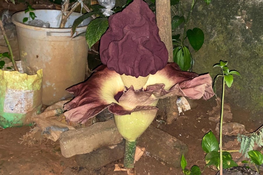 Bunga Bangkai Suweg Mekar di Jagakarsa, Warga Terpukau Fenomenanya