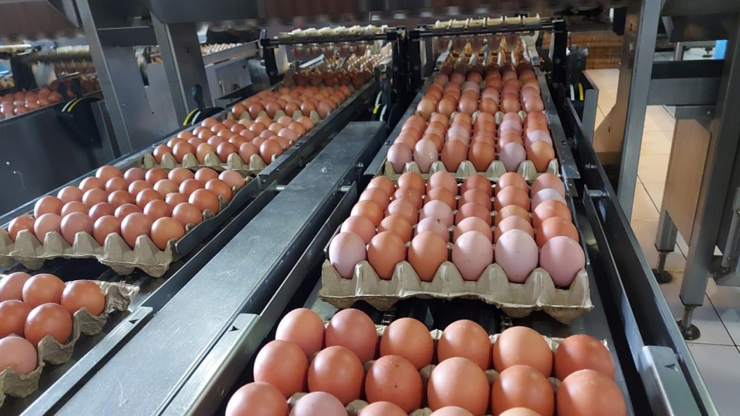 Harga Telur dan Daging Ayam Ras Masih Melonjak di Berbagai Wilayah Indonesia