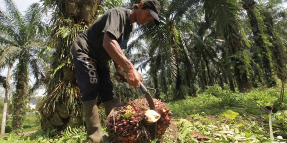 SGRO Tanggapi Perjanjian Tarif CPO RI-AS, Begini Dampaknya