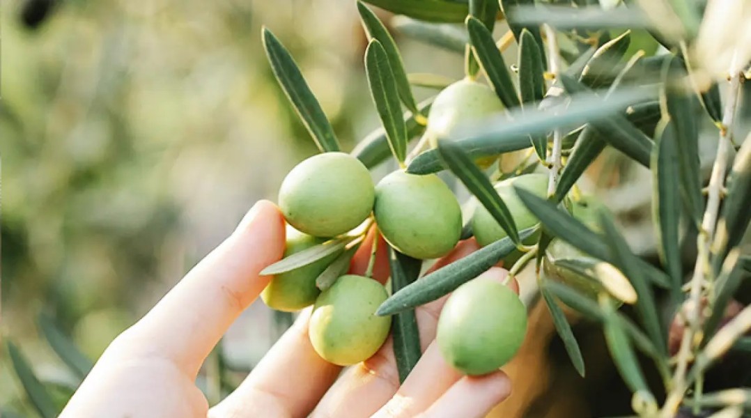 Rekomendasi 9 Herbal Terbaik untuk Membantu Turunkan Tekanan Darah Tinggi Alami