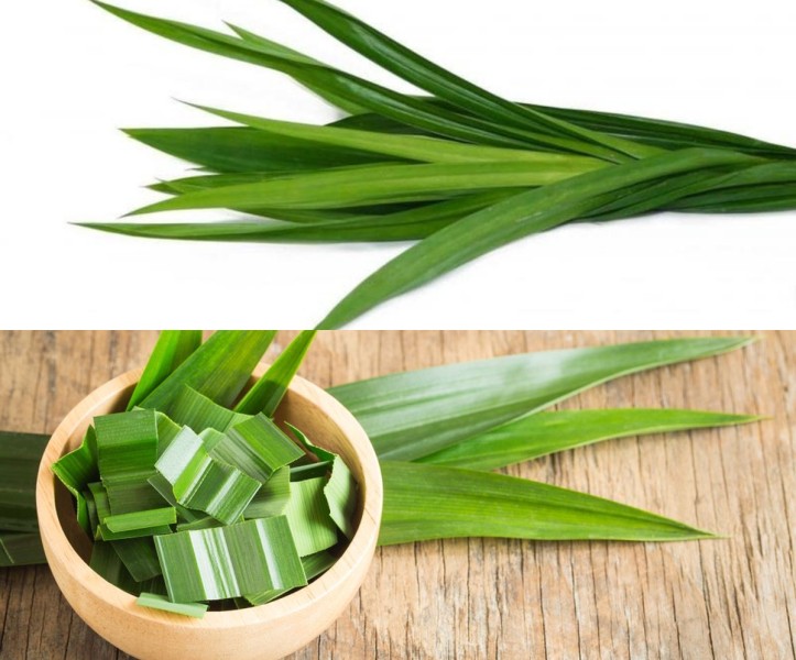 Tanaman Ampuh Pengusir Cicak Alami Untuk Rumah Nyaman