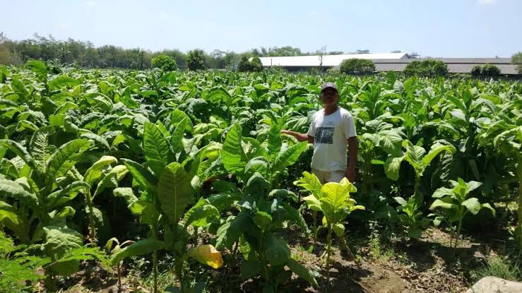 Petani Blitar Kini Mandiri Produksi Bibit Tembakau Lewat Program DBHCHT 2025, Buka Peluang Usaha Baru