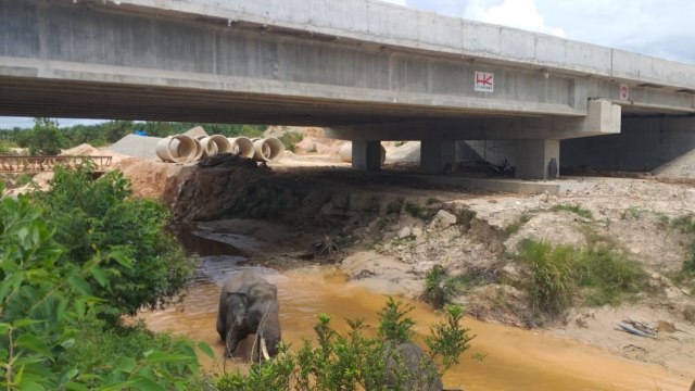 Hutama Karya Tanam Ribuan Pohon Lindungi Jalur Gajah