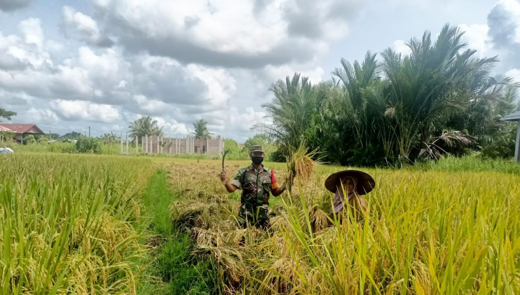 Babinsa Blimbing Turun ke Sawah Bantu Panen, Dorong Semangat dan Produktivitas Petani