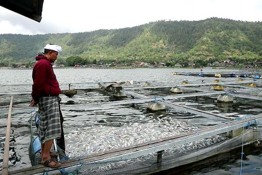 Petani Ikan Danau Batur Pilih Tunggu Air Lebih Aman