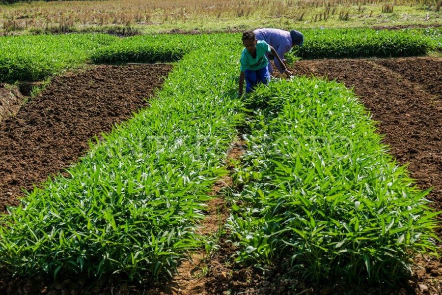 Tata Cara Menanam Kangkung Darat dan Hidroponik Terlengkap