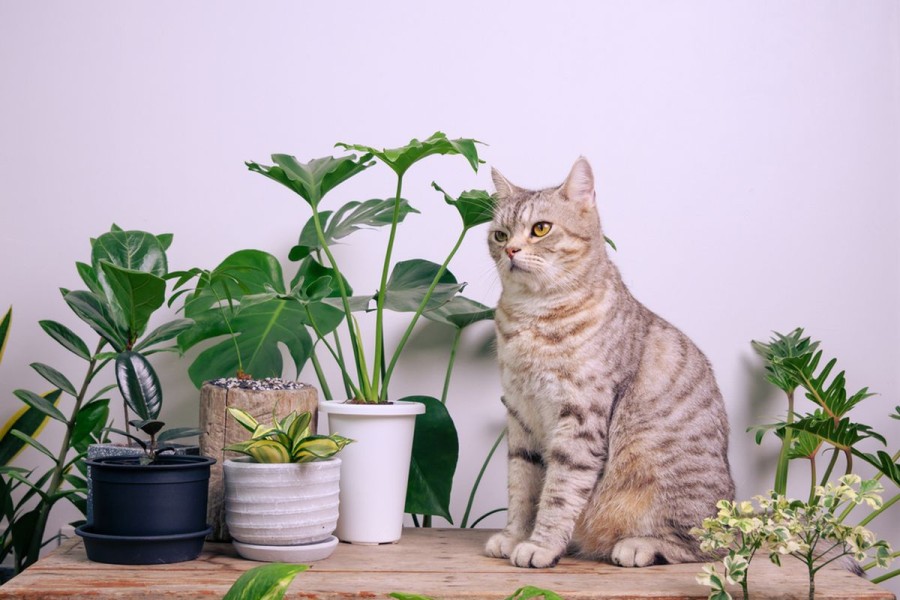 Hati-hati! Tanaman Hias Populer Ini Bisa Beracun bagi Kucing Kesayangan