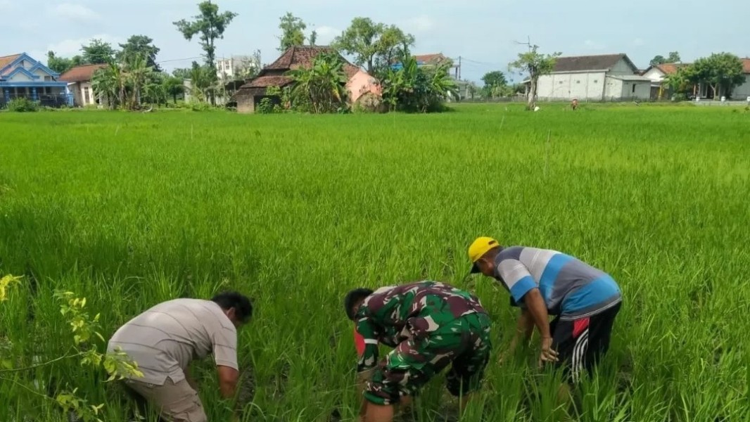 Petani Bersama TNI Tingkatkan Produksi Beras Sampang Lewat Kolaborasi Strategis