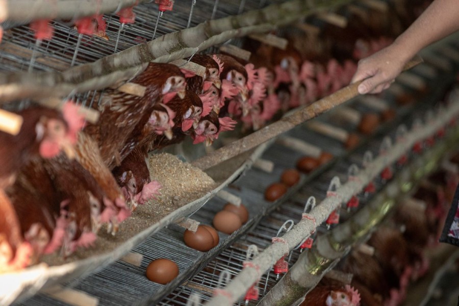 Harga Ayam Hidup Turun Usai Lebaran Peternak Tunda Produksi