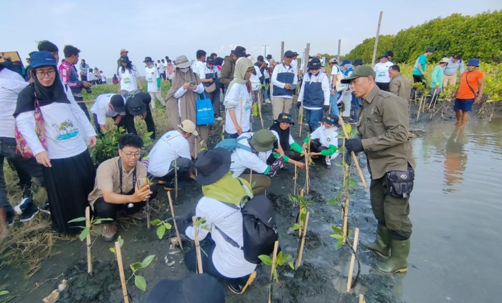 PLN Tanam 72.400 Mangrove di Jawa Tengah Demi Cegah Abrasi dan Dukung Ketahanan Pangan