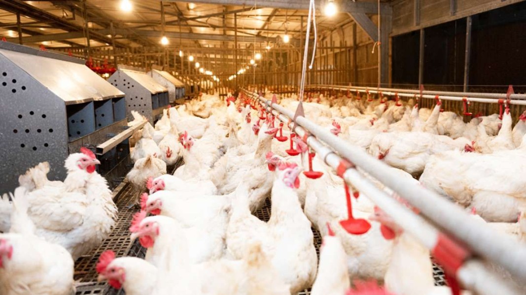 Emiten AYAM Optimistis Program MBG Dorong Pertumbuhan Industri Perunggasan Nasional