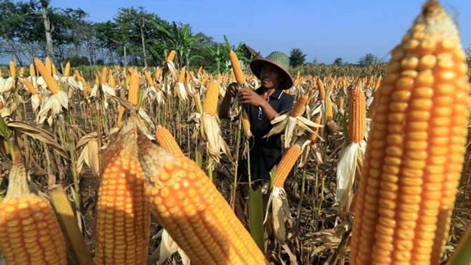 Optimisme Petani Bulukumba Terjaga Seiring Produksi Jagung Meningkat