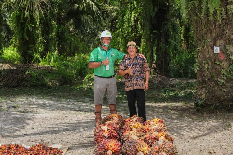 Pendampingan Perusahaan Dorong Transformasi Pengelolaan Kebun Sawit Petani