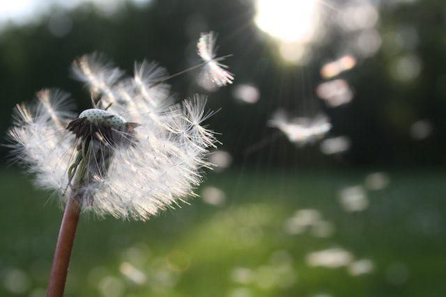 Arti Bunga Dandelion dan Manfaatnya untuk Kesehatan Tubuh
