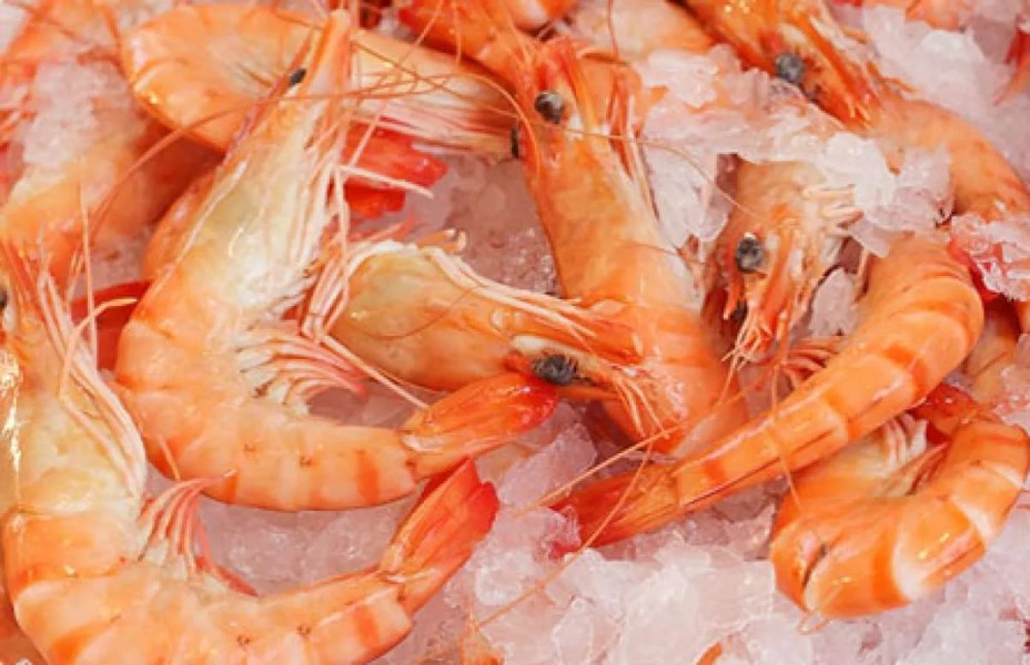 KKP Percepat Sertifikasi Keamanan Udang Nasional Usai Kasus Radioaktif