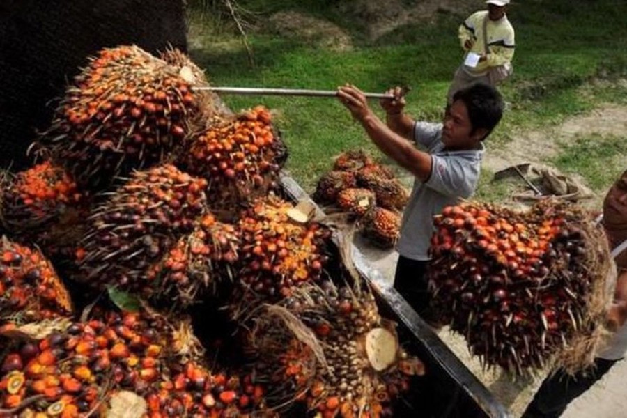 Strategi Penertiban Sawit yang Adil dan Menguntungkan Petani Kecil