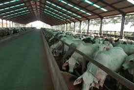 Pemerintah Dorong Investasi Besar di Sektor Peternakan, Pastikan Ketahanan Pasokan Daging Nasional