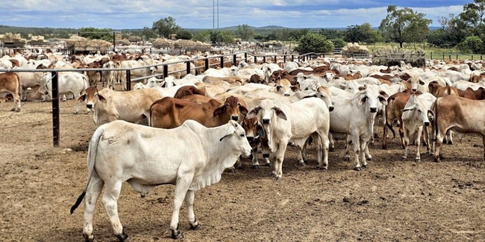 Pemerintah Impor 100.000 Sapi Brasil Bangun Ekosistem Peternakan