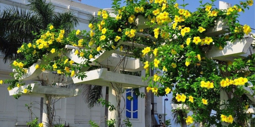 15 Jenis Tanaman Hias Merambat yang Rimbun dan Menyejukkan